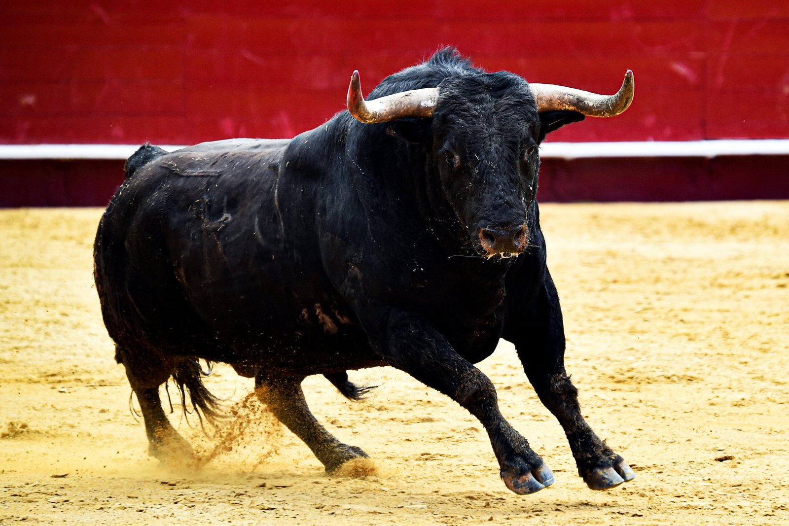 Bullfighting Tourism Ethics: What Spanish People Really Think 2026 photo | Cosmopolitours A fighting bull or toro bravo slams on his brakes